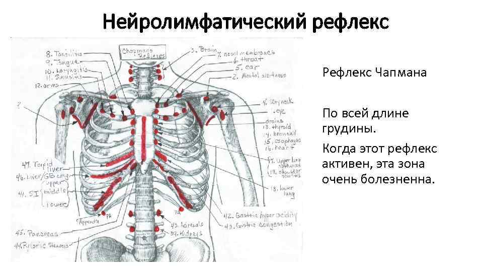 Грудобрюшная диафрагма фото