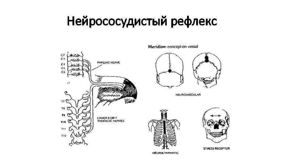 Нейрососудистый рефлекс 