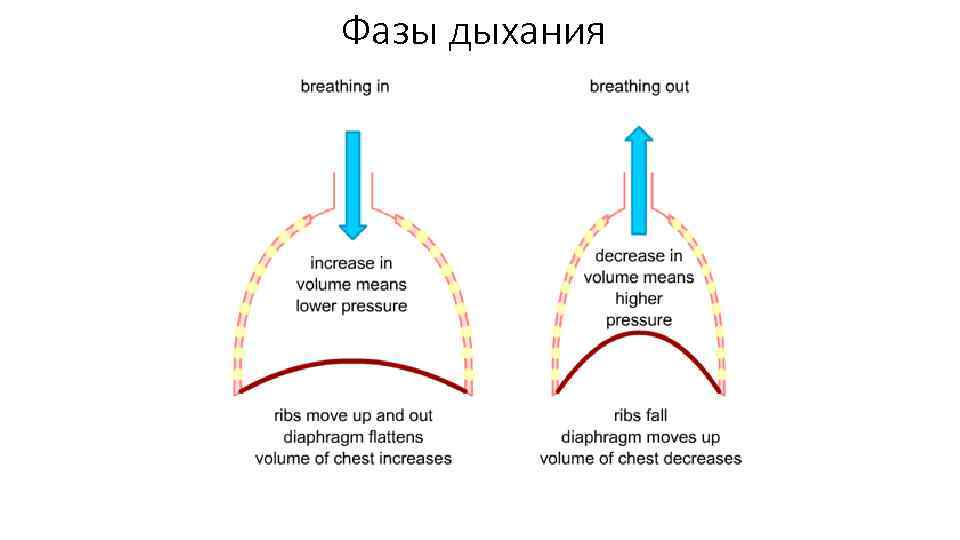 Фазы дыхания 