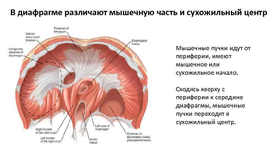 В диафрагме различают мышечную часть и сухожильный центр Мышечные пучки идут от периферии, имеют