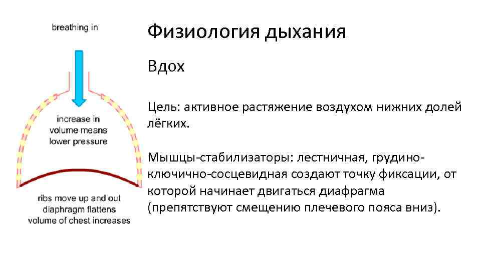 Физиология дыхания Вдох Цель: активное растяжение воздухом нижних долей лёгких. Мышцы-стабилизаторы: лестничная, грудиноключично-сосцевидная создают