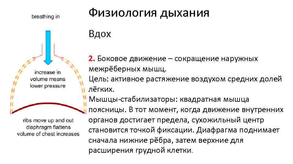 Физиология дыхания Вдох 2. Боковое движение – сокращение наружных межрёберных мышц. Цель: активное растяжение