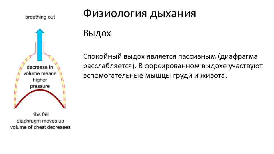Физиология дыхания Выдох Спокойный выдох является пассивным (диафрагма расслабляется). В форсированном выдохе участвуют вспомогательные