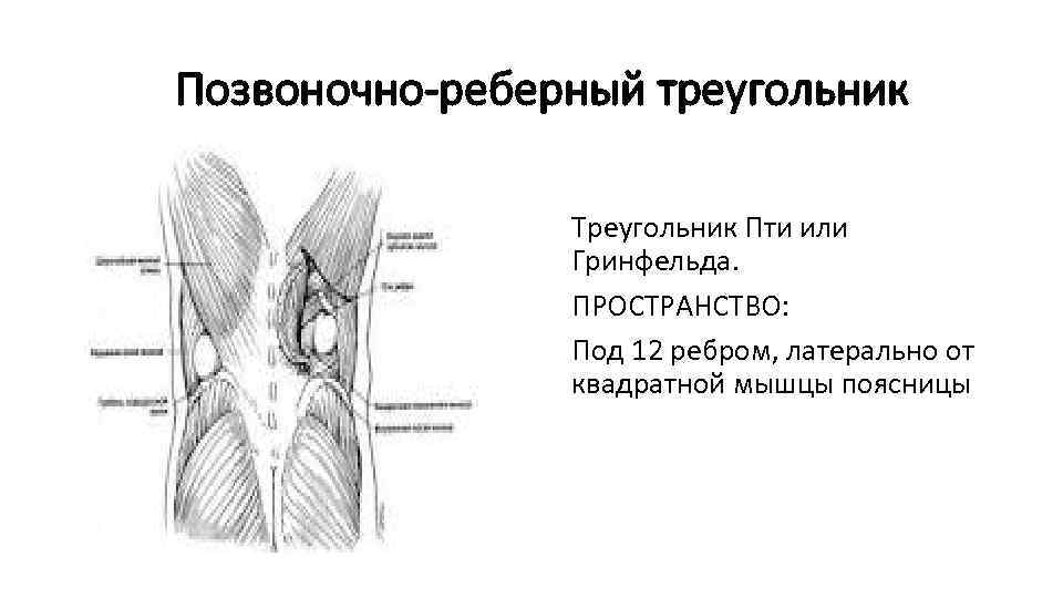 Грудобрюшная диафрагма фото