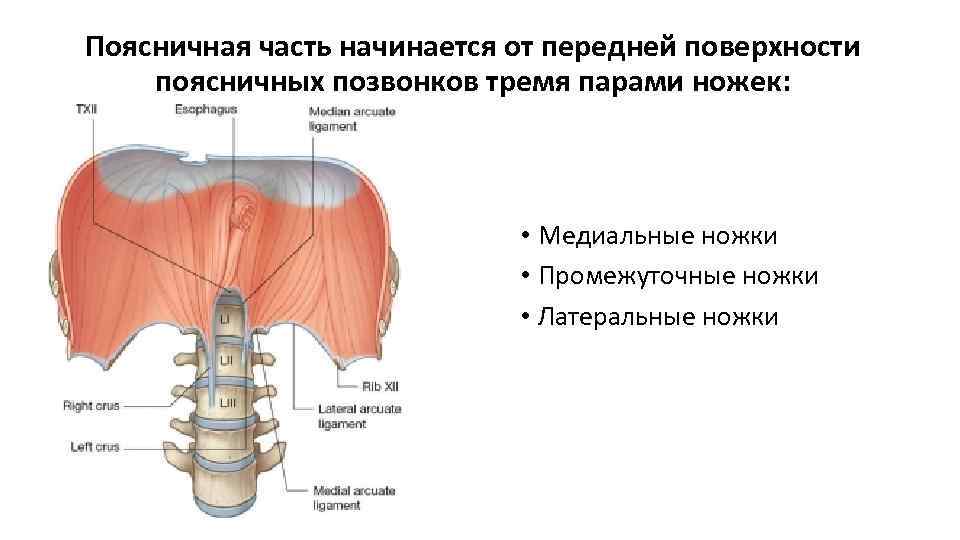 Поясничная часть начинается от передней поверхности поясничных позвонков тремя парами ножек: • Медиальные ножки