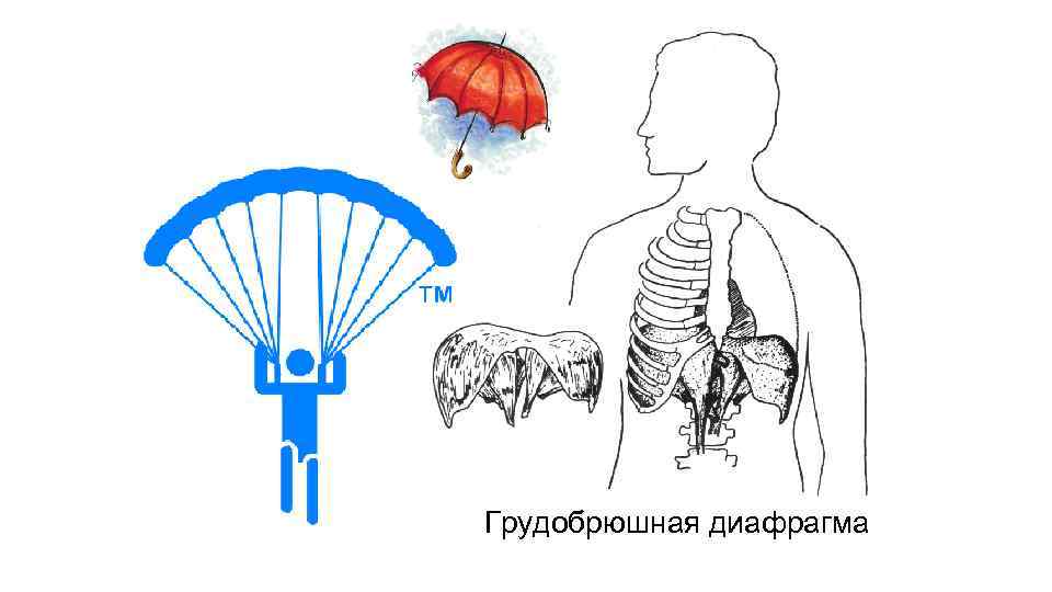 Грудобрюшная диафрагма 