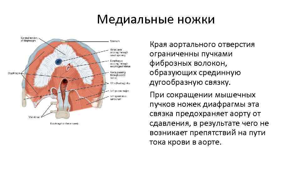 Медиальные ножки Края аортального отверстия ограниченны пучками фиброзных волокон, образующих срединную дугообразную связку. При