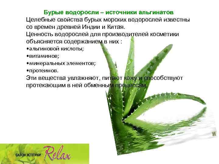 Бурые водоросли – источники альгинатов Целебные свойства бурых морских водорослей известны со времен древней