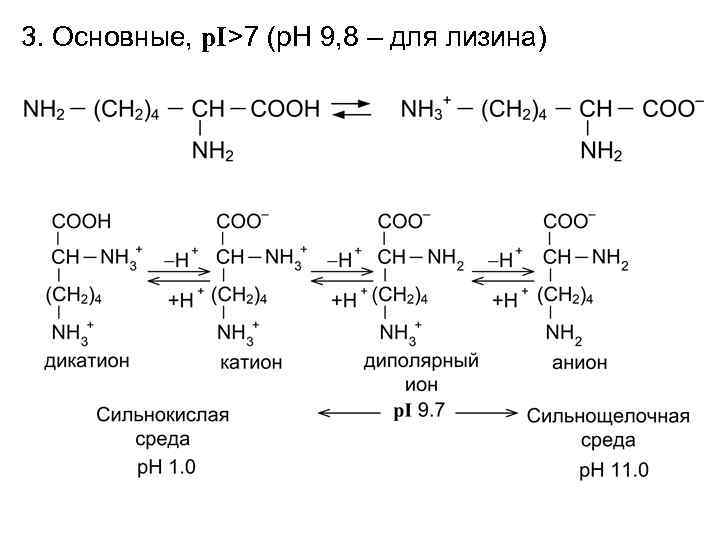 3. Основные, p. I>7 (p. H 9, 8 – для лизина) 