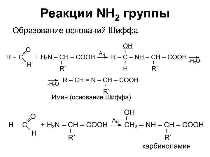 Образование оснований