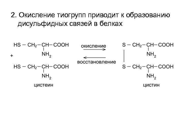 2. Окисление тиогрупп приводит к образованию дисульфидных связей в белках 