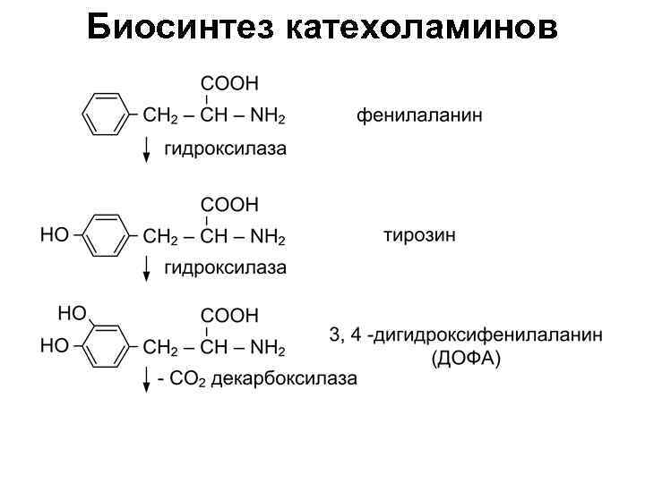 Схема синтеза катехоламинов из аминокислоты тирозина