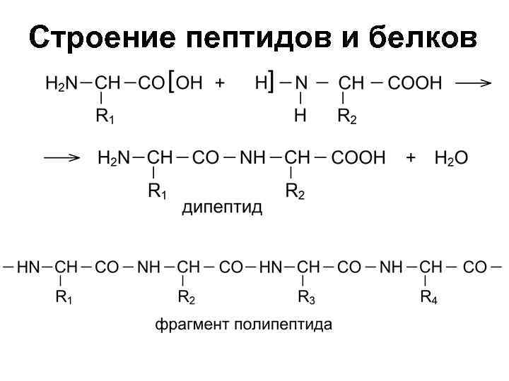 Аминокислоты пептиды белки презентация