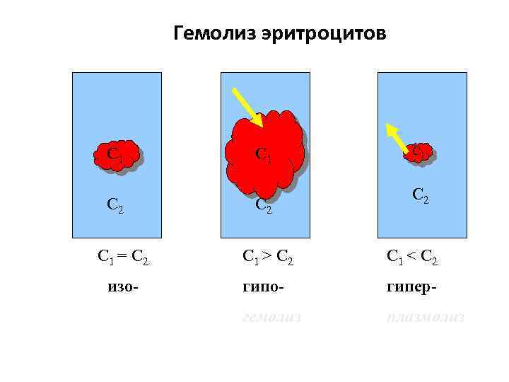 Гемолиз эритроцитов С 1 С 2 С 1 = С 2 С 1 >