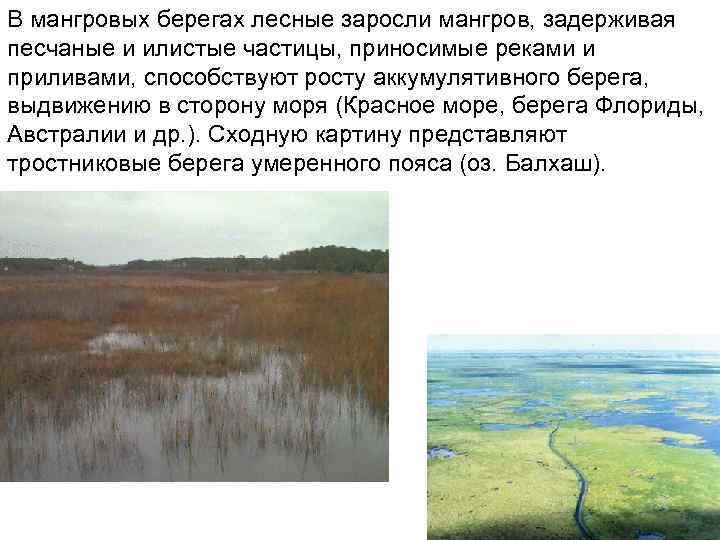 В мангровых берегах лесные заросли мангров, задерживая песчаные и илистые частицы, приносимые реками и