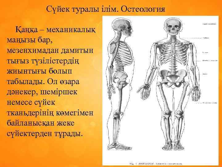 Сүйек туралы ілім. Остеология Қаңқа – механикалық маңызы бар, мезенхимадан дамитын тығыз түзілістердің жиынтығы