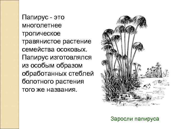 Папирус - это многолетнее тропическое травянистое растение семейства осоковых. Папирус изготовлялся из особым образом