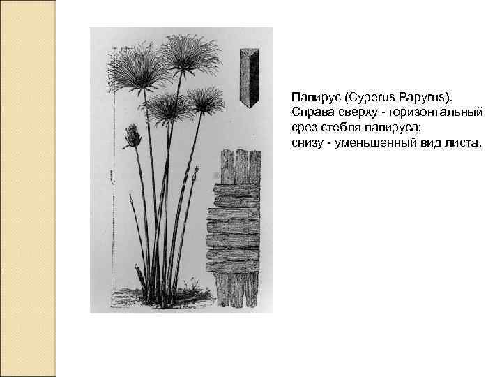Папирус (Cyperus Papyrus). Справа сверху - горизонтальный срез стебля папируса; снизу - уменьшенный вид