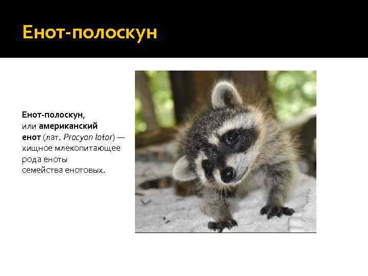 Енот-полоскун, или американский енот (лат. Procyon lotor) — хищное млекопитающее рода еноты семейства енотовых.