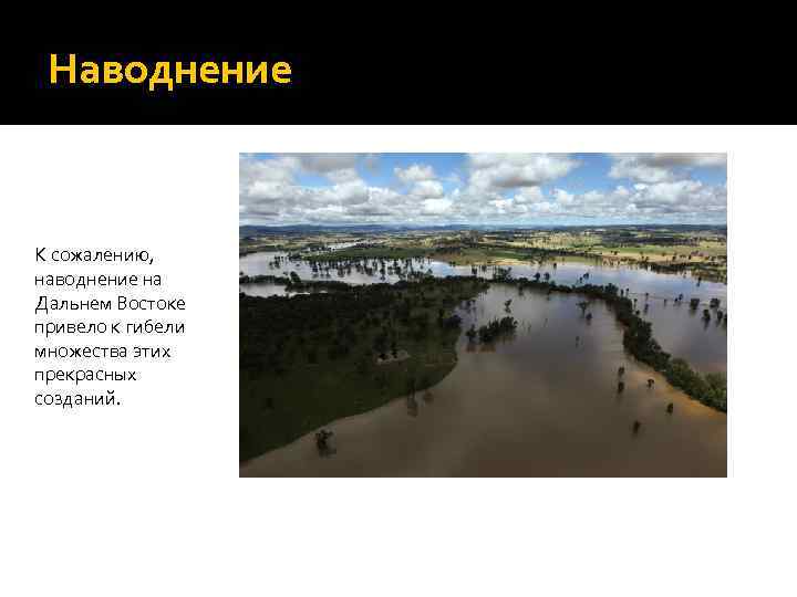 Наводнение К сожалению, наводнение на Дальнем Востоке привело к гибели множества этих прекрасных созданий.