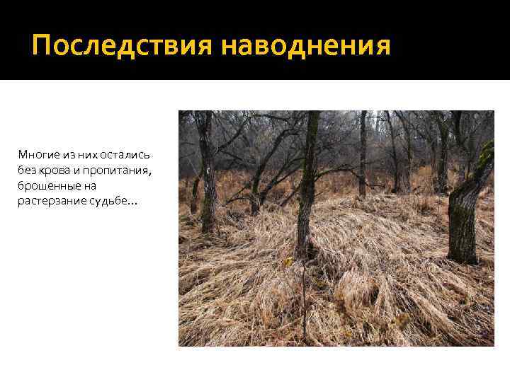 Последствия наводнения Многие из них остались без крова и пропитания, брошенные на растерзание судьбе…