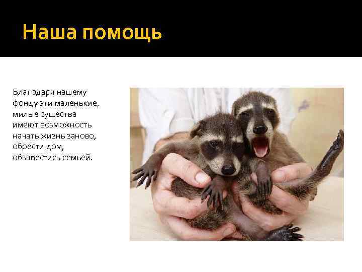 Наша помощь Благодаря нашему фонду эти маленькие, милые существа имеют возможность начать жизнь заново,