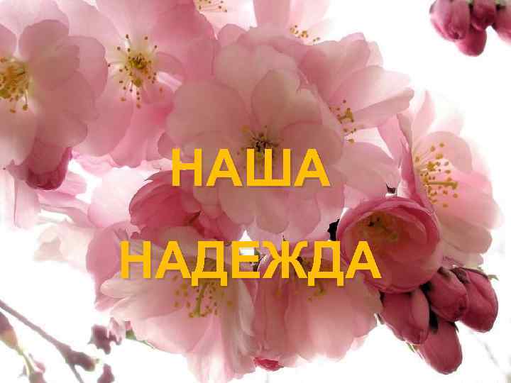 НАША НАДЕЖДА 