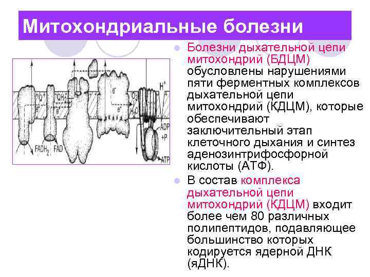 Митохондриальные болезни Болезни дыхательной цепи митохондрий (БДЦМ) обусловлены нарушениями пяти ферментных комплексов дыхательной цепи