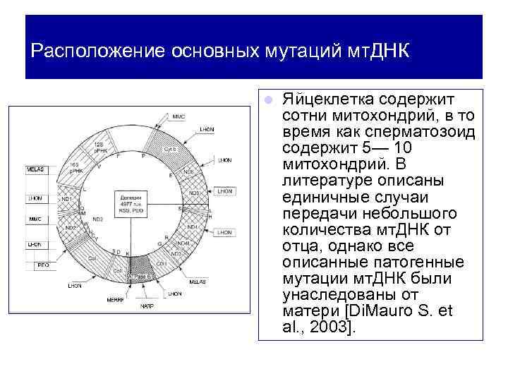 Расположение основных мутаций мт. ДНК l Яйцеклетка содержит сотни митохондрий, в то время как