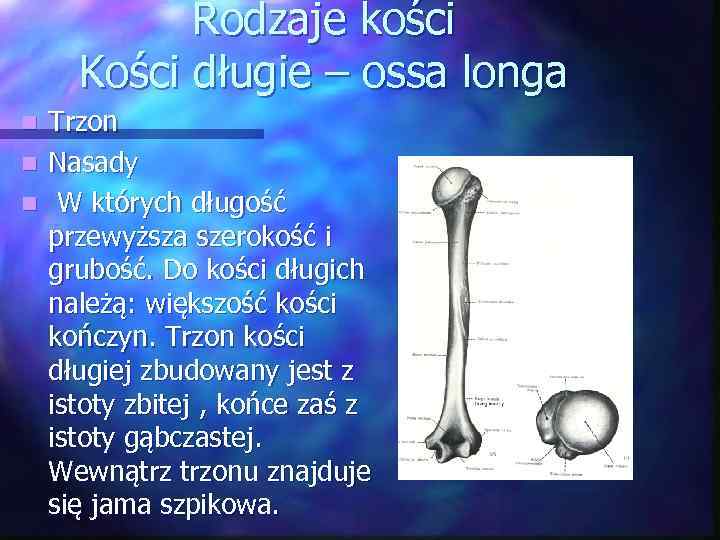 Rodzaje kości Kości długie – ossa longa n n n Trzon Nasady W których