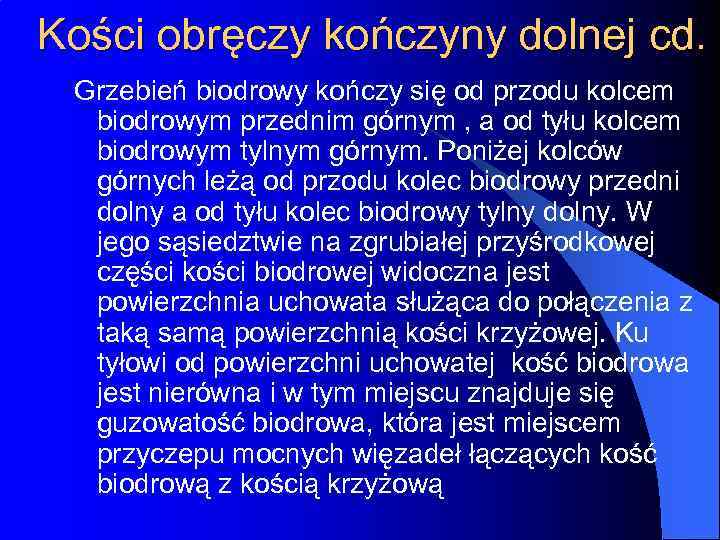 Kości obręczy kończyny dolnej cd. Grzebień biodrowy kończy się od przodu kolcem biodrowym przednim