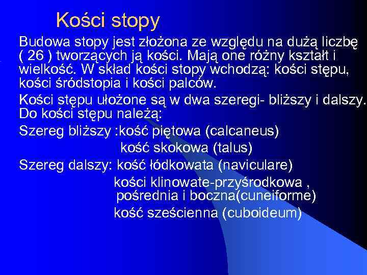 Kości stopy Budowa stopy jest złożona ze względu na dużą liczbę ( 26 )