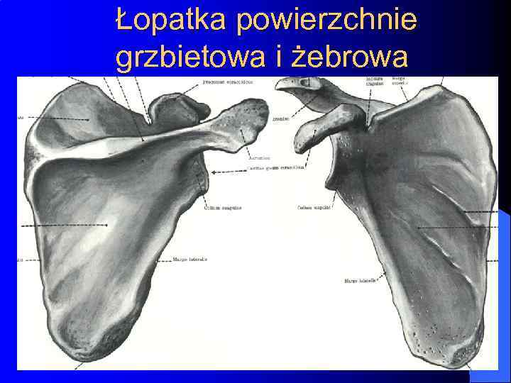 Łopatka powierzchnie grzbietowa i żebrowa 