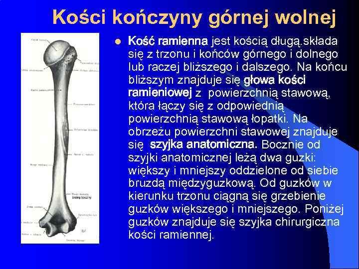 Kości kończyny górnej wolnej l Kość ramienna jest kością długą. składa się z trzonu