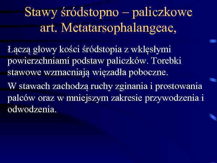 Stawy śródstopno – paliczkowe art. Metatarsophalangeae, Łączą głowy kości śródstopia z wklęsłymi powierzchniami podstaw