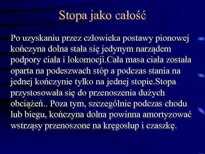 Stopa jako całość Po uzyskaniu przez człowieka postawy pionowej kończyna dolna stała się jedynym