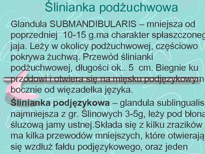 Ślinianka podżuchwowa Glandula SUBMANDIBULARIS – mniejsza od poprzedniej 10 -15 g. ma charakter spłaszczoneg