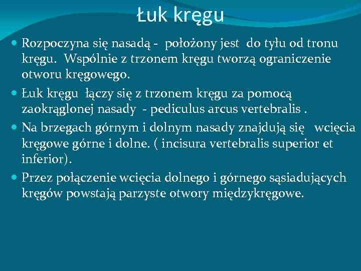 Łuk kręgu Rozpoczyna się nasadą - położony jest do tyłu od tronu kręgu. Wspólnie