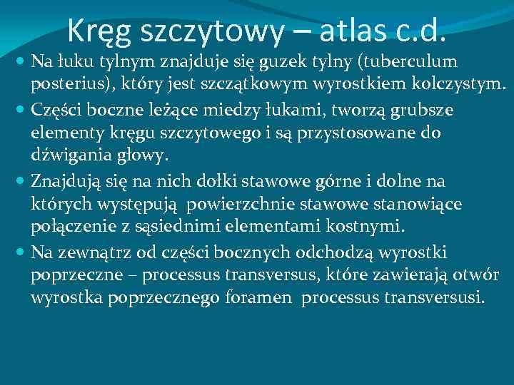 Kręg szczytowy – atlas c. d. Na łuku tylnym znajduje się guzek tylny (tuberculum