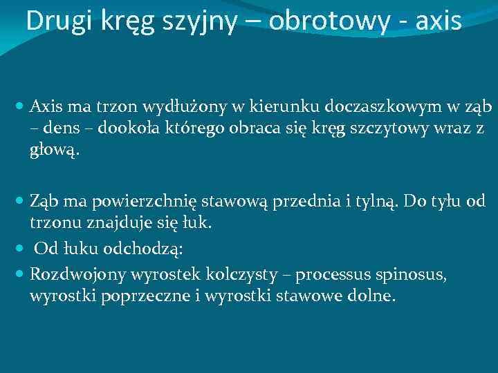 Drugi kręg szyjny – obrotowy axis Axis ma trzon wydłużony w kierunku doczaszkowym w