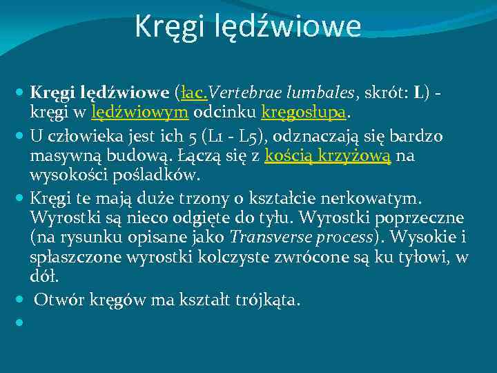 Kręgi lędźwiowe (łac. Vertebrae lumbales, skrót: L) - kręgi w lędźwiowym odcinku kręgosłupa. U