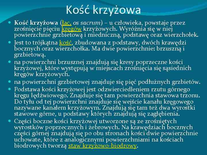 Kość krzyżowa (łac. os sacrum) – u człowieka, powstaje przez zrośnięcie pięciu kręgów krzyżowych.