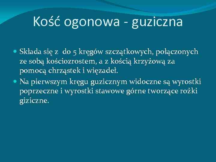 Kość ogonowa guziczna Składa się z do 5 kręgów szczątkowych, połączonych ze sobą kościozrostem,