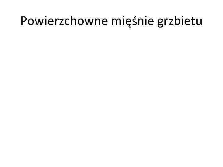 Powierzchowne mięśnie grzbietu 