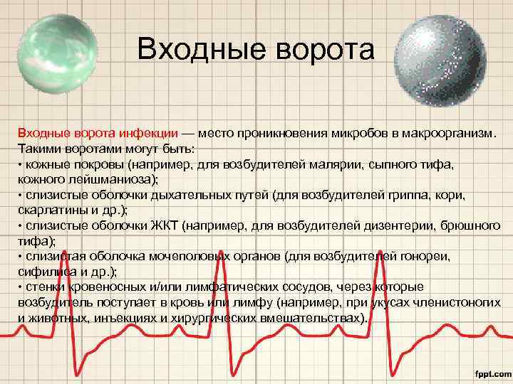 Входные ворота инфекции — место проникновения микробов в макроорганизм. Такими воротами могут быть: •