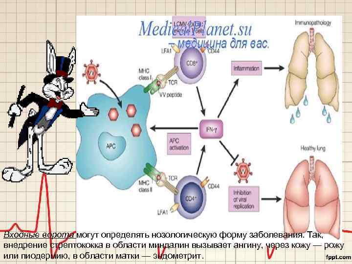 Входные ворота могут определять нозологическую форму заболевания. Так, внедрение стрептококка в области миндалин вызывает