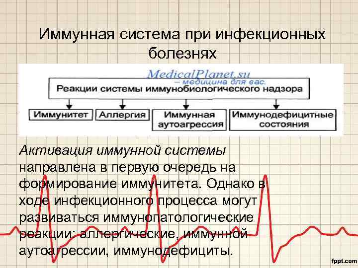 Иммунная система при инфекционных болезнях Активация иммунной системы направлена в первую очередь на формирование