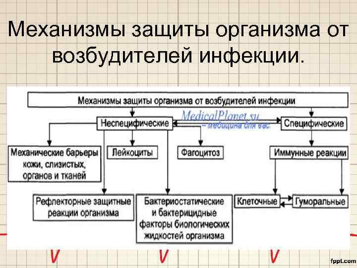 Механизмы защиты организма от возбудителей инфекции. 
