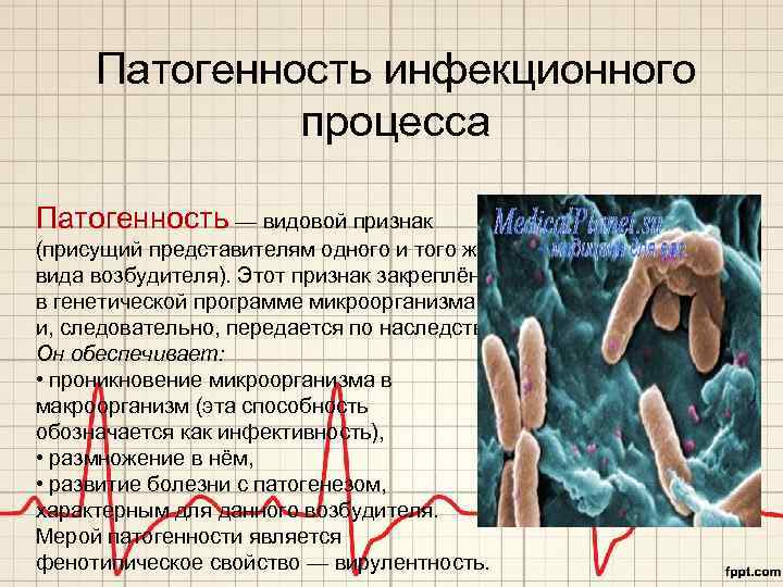 Патогенность инфекционного процесса Патогенность — видовой признак (присущий представителям одного и того же вида