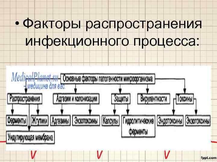  • Факторы распространения инфекционного процесса: 